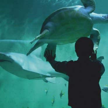 Le Grand-Aquarium ( Bretagne)