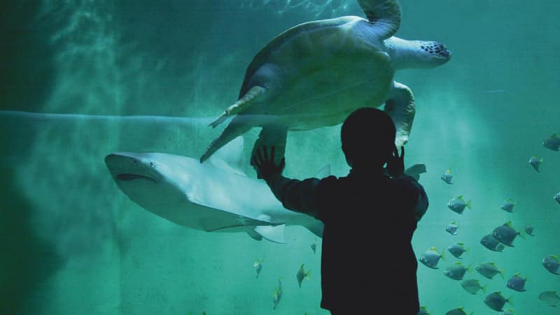 Le Grand-Aquarium ( Bretagne)